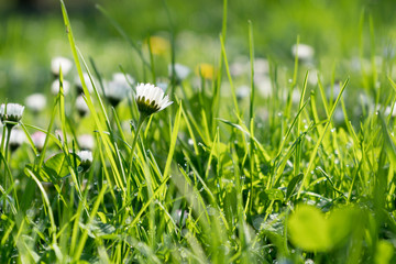 Gänseblümchen auf einer Wiese im Frühling