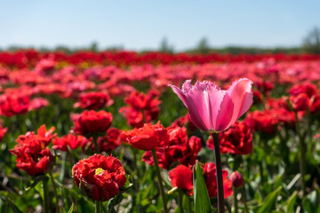 Netherlands,Lisse, a close up of a red flower in a field