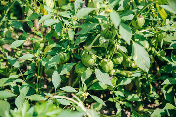 Physalis plant growing in the home garden. Summer ecological food.