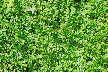 壁面緑化　植物