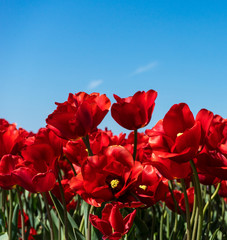 Netherlands,Lisse, red tulip against a blue sky