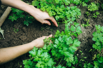 Naklejka na ściany i meble Woman is planting green parsley in home garden. Old rustic hoe in the ground. Farm works in summer. Homegrown plants and ecologically friendly food. Harvest time.