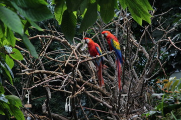 Deux perroquets perchés