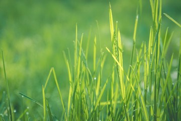 Grashalme im Sonnenlicht
