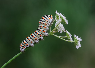 caterpillar on a leaf