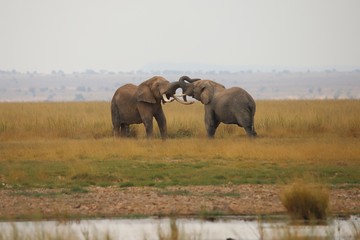 Two elephants measure their strength