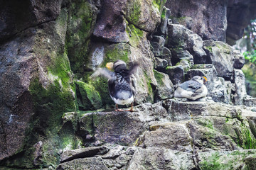 Puffin standing on a cliff, atlantic puffin