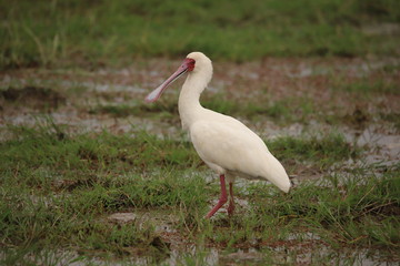 African spoonbill in the wetlands