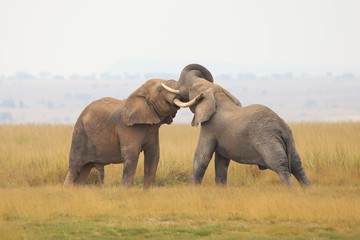 Fight of two giants