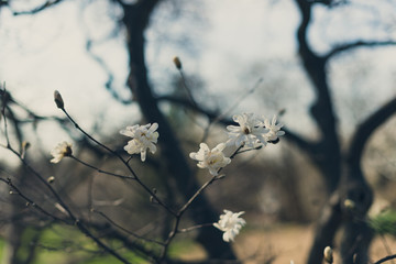 stellata magnolia flowers on a branch in the spring