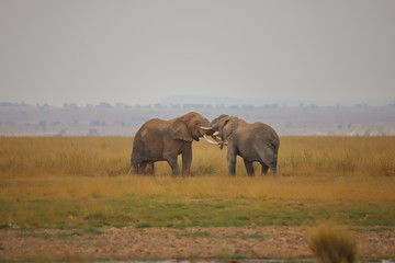 Duel of two elephants