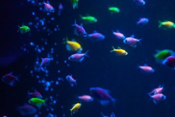 Naklejka na ściany i meble Small colorful fish underwater. Glofish close up.