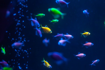 Small colorful fish underwater. Glofish close up.
