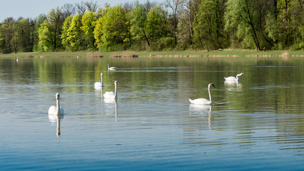 Schwäne auf dem See in der Frühlingslandschaft