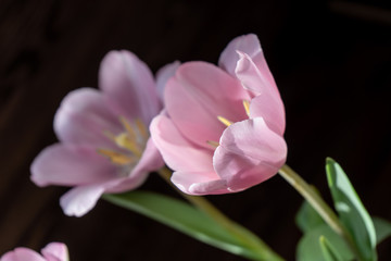 Close-up. Bouquet of fresh pink tulips for March 8 in the rays of the sun