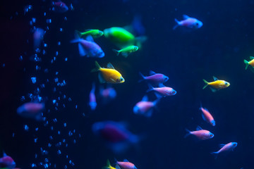 Naklejka na ściany i meble Small colorful fish underwater. Glofish close up.