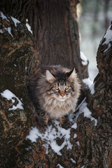 Naklejka na ściany i meble beautiful gtey cat walk in the forest in the winter