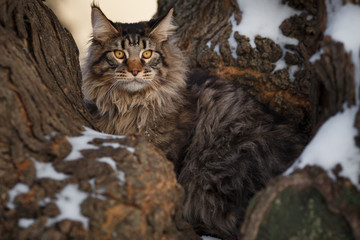 beautiful gtey cat walk in the forest in the winter © Lyona