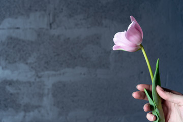 Close-up of a fresh pink tulip in hand on the right against a gray wall
