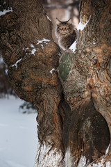 beautiful gtey cat walk in the forest in the winter