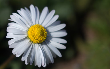 Daisy persistent and widespread growth, heralding the arrival of spring to our gardens, has resulted in children using its flowers to make necklaces and adults desperately trying to rid `weed`.