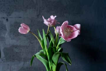 Bouquet of fresh pink tulips on March 8 against a gray wall