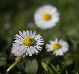 Daisy persistent and widespread growth, heralding the arrival of spring to our gardens, has resulted in children using its flowers to make necklaces and adults desperately trying to rid `weed`.