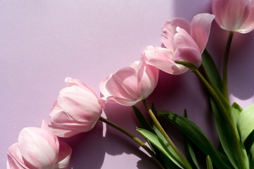 Fresh pink tulips on pink background