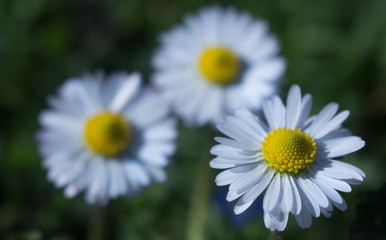 Daisy persistent and widespread growth, heralding the arrival of spring to our gardens, has resulted in children using its flowers to make necklaces and adults desperately trying to rid `weed`.