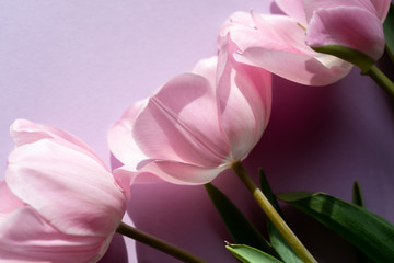 Close-up of fresh pink tulips on pink background