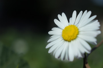 Daisy persistent and widespread growth, heralding the arrival of spring to our gardens, has resulted in children using its flowers to make necklaces and adults desperately trying to rid `weed`.