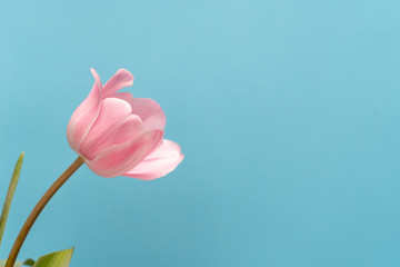 Pink tulip flower on blue background