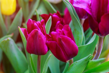 Fototapeta premium Spring tulips in pastel colors in the garden