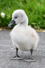 Foto op Plexiglas baby swan © Rachael