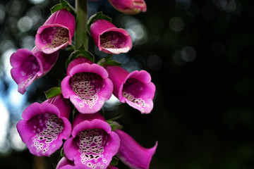 Digitalis purpurea bokeh