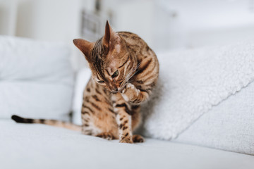 Bengalkatze Hauskatze Rassekatze