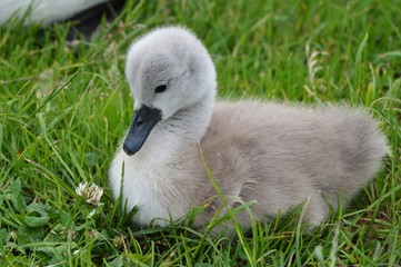 cygnet