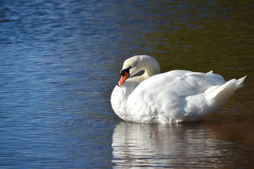 Naklejka premium swan on lake