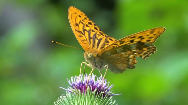 Kaisermantel (Argynnis paphia), extreme nahaufnahme beim Nektar sammeln auf einer Distelbl&uuml;te