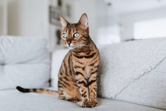 Bengalkatze Hauskatze Rassekatze