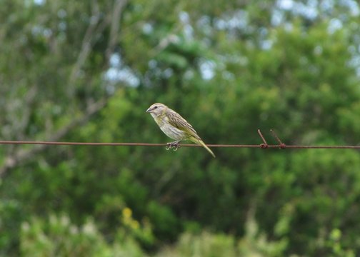 T&iacute;pio (Sicalis luteola) pousado em um arame de cerca, com fundo desfocado de ramos verdes. Um detalhe da fauna brasileira, capturando a beleza e simplicidade da natureza em ambiente rural