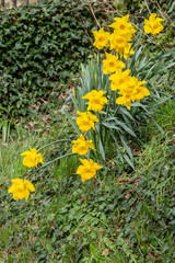 Vivid yellow daffodils in the spring sunshine