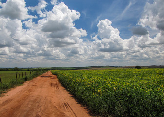 Fototapeta na wymiar Agricultural field in Brazil