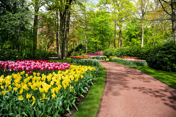 Tulip bloom in Keukenhof Flower Garden, the largest tulip park in the world. Colorful blooming fields and flower alleys, The Netherlands, Holland, Lisse, Europe. 