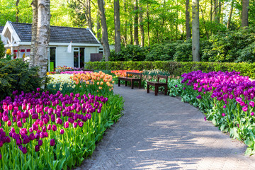 Tulip bloom in Keukenhof Flower Garden, the largest tulip park in the world. Colorful blooming...