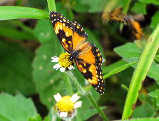 Butterfly on the flower
