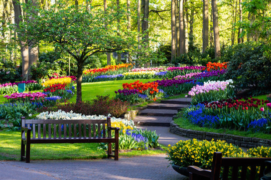 Tulip Bloom In Keukenhof Flower Garden, The Largest Tulip Park In The World. Colorful Blooming Fields And Flower Alleys, The Netherlands, Holland, Lisse, Europe. 