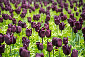 Dark violet bloody tulip field in blossom with tiny raindrops after rain 