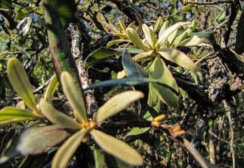 Foto macro de uma planta típica do cerrado brasileiro, com folhas verdes e ramos detalhados, capturando a essência da vegetação nativa dessa região rica em biodiversidade.