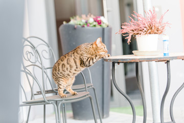 Bengalkatze Katze Kätzchen